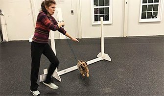 Photo of a woman with a small dog jumping over a low obstacle