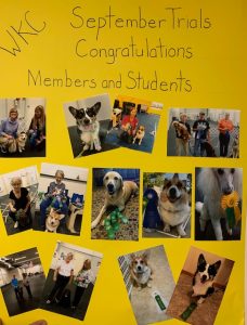 Photo of poster with various photos of dogs during training